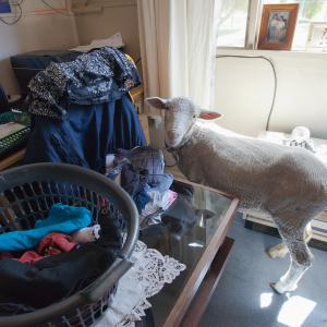 Domestic Animals: Rocky