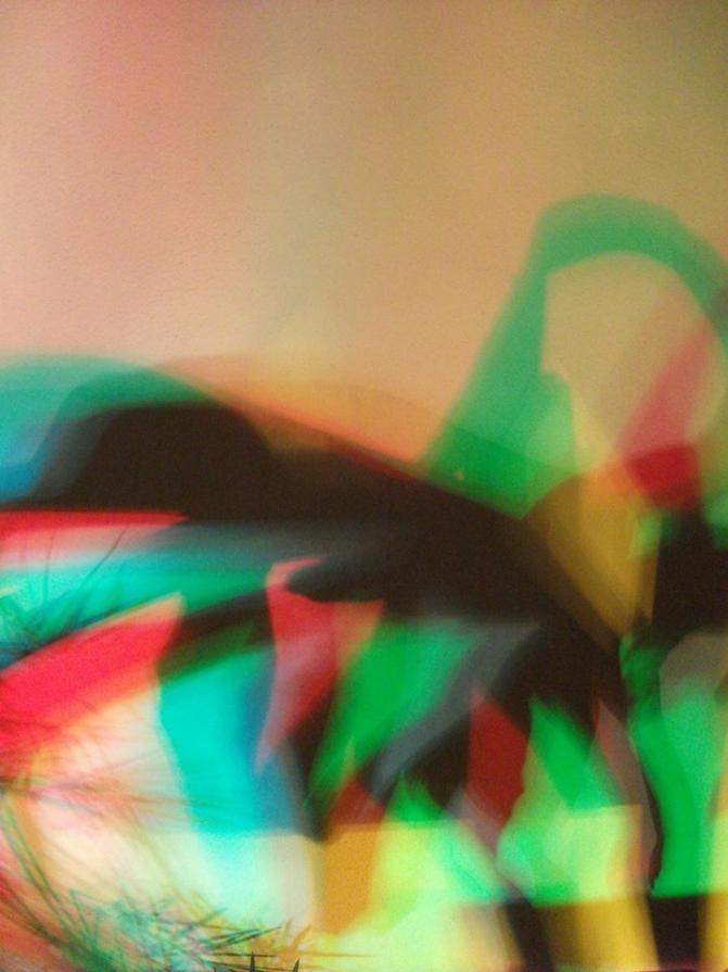 I colori della biodiversità -2015