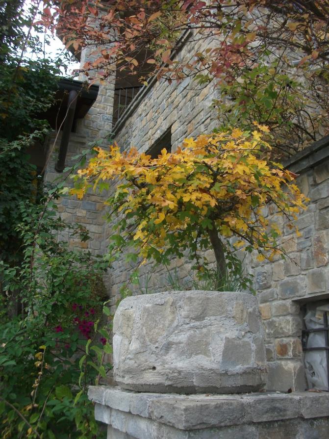 L'ARTE DEL BONSAI L'ARTE DEL BONSAI