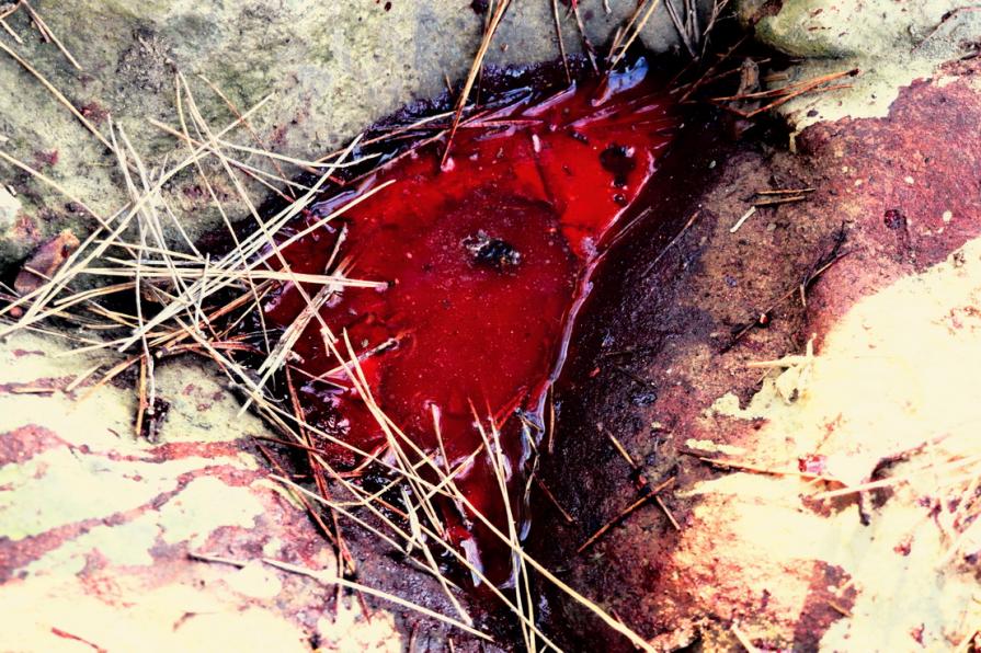 Sangue nel bosco   ( Blood in the woods ) 