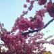 Prunus