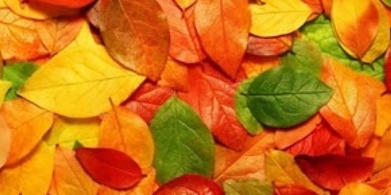 3+10 Premio Autunno 3+10 Premio Autunno