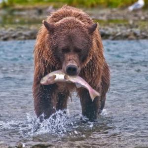 USA. Alaska 1/3. Life forms