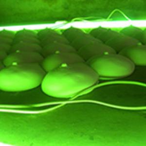 lovely green lovely green