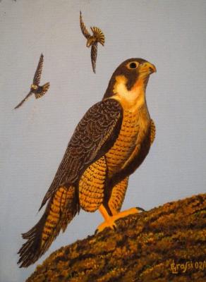 LG 0230 - Il falco pellegrino