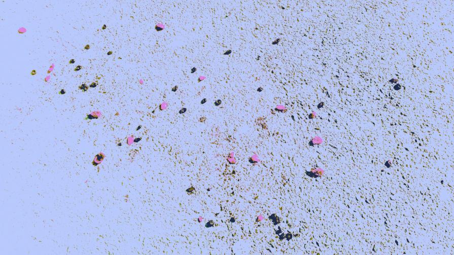 Petali di Rosa Strappate dal Vento