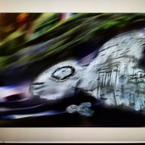 Nel acquario di Angiolina nuovi inquilini ci sono entranti.