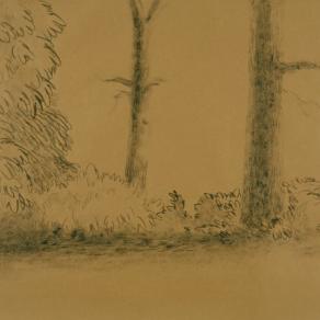 Sunlight in the Forest