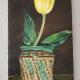 Tulpe (Tulipano in vaso)