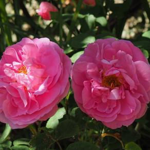 Auguri a tutte le Mamme del mondo!!!