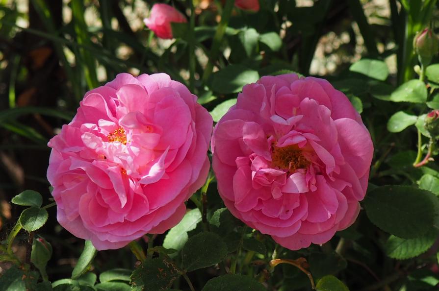 Auguri a tutte le Mamme del mondo!!!