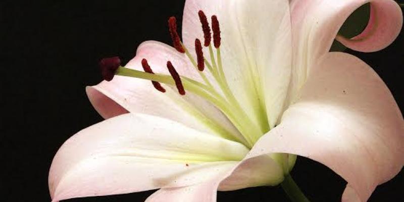 FLORES DIVERSI SVMVS FLORES DIVERSI SVMVS