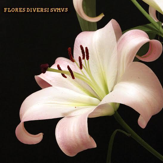 FLORES DIVERSI SVMVS FLORES DIVERSI SVMVS
