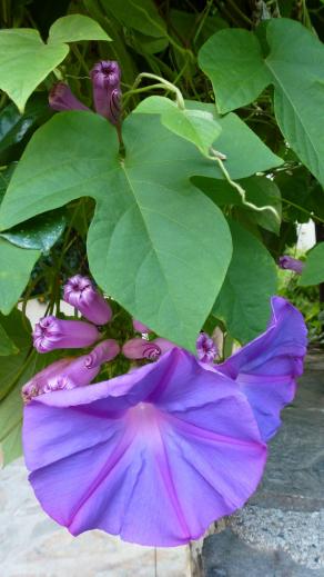 Fleurissement en cours