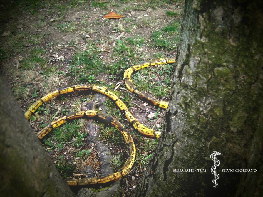 MUSA SAPIENTUM 2011 MUSA SAPIENTUM 2011