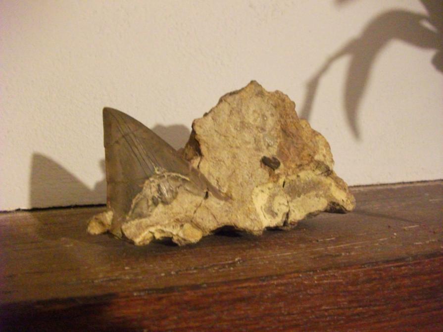 DENTE DI SQUALO FOSSILE DENTE DI SQUALO FOSSILE