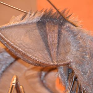 Insomnia - dettaglio