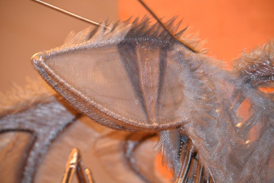 Insomnia - dettaglio