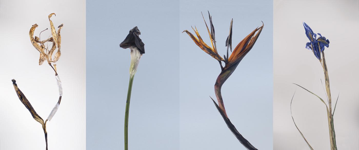 Presentazione libro di Rita Vitali Rosati "La passiflora non è una passeggiata en plein air" Presentazione libro di Rita Vitali Rosati "La passiflora non è una passeggiata en plein air"