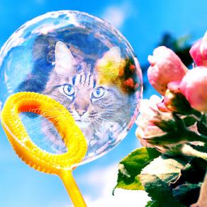 . . . LO SO GIA' !!! . . . 