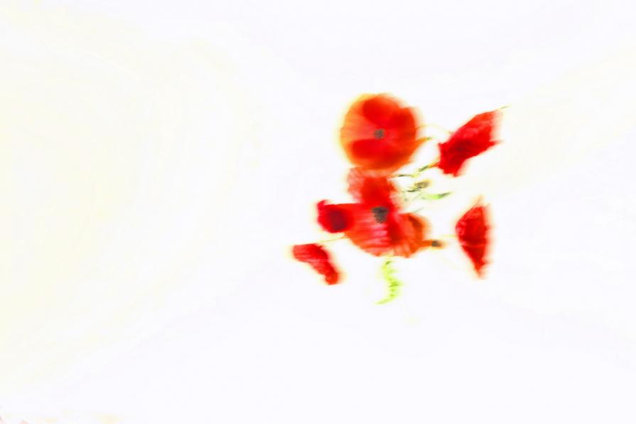 Rosso fugace  (Fleeting red ) 