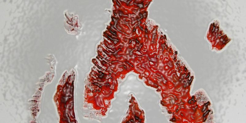 “Gracefully, without Sgarbi”