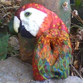 " MIGUEL ", Loquace Pappagallo.