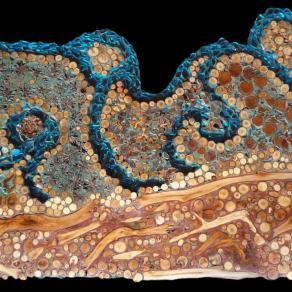 il mare dentro di me