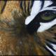 Tiger Vision