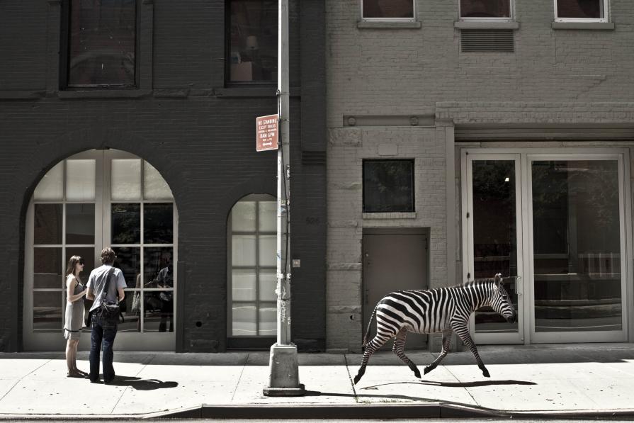 City jungle City jungle