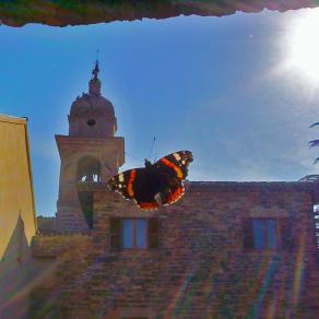 Farfalla in finestra