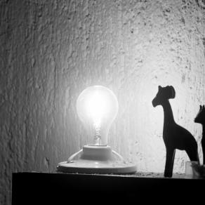 atardecer con jirafas