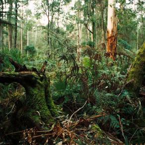 rain forest Australia