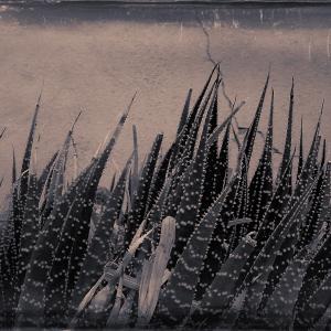 My Zoo - Aloe Aristata