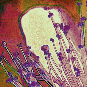 Masso Bianco tra pioppini 