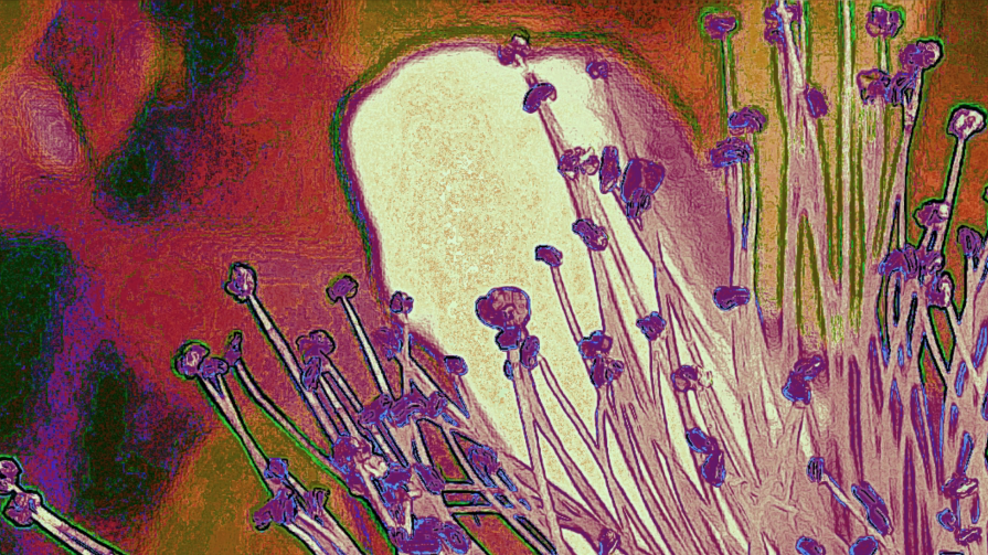 Masso Bianco tra pioppini 