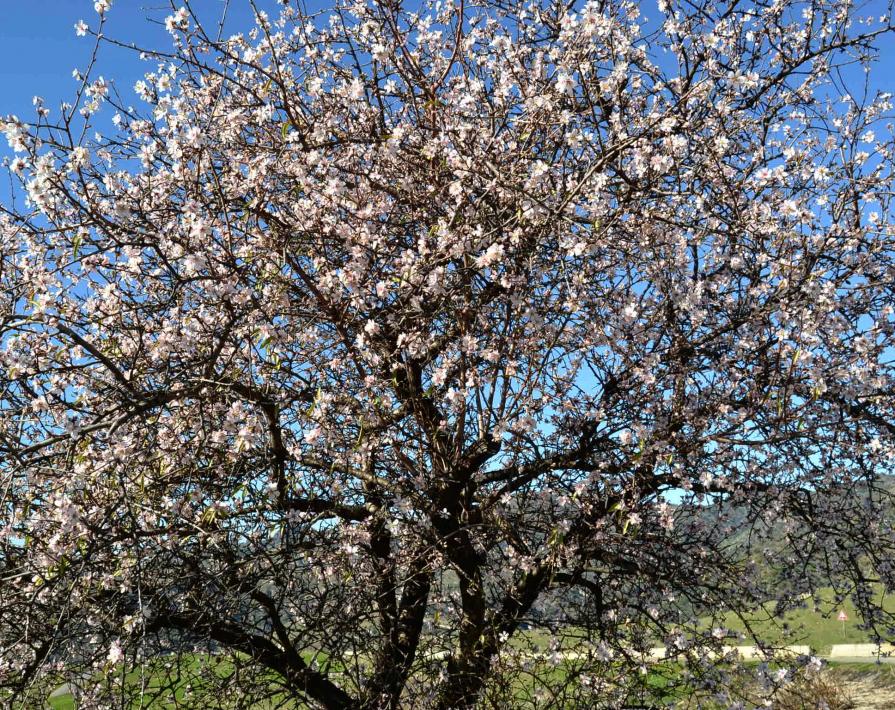 Mandorlo in fiore