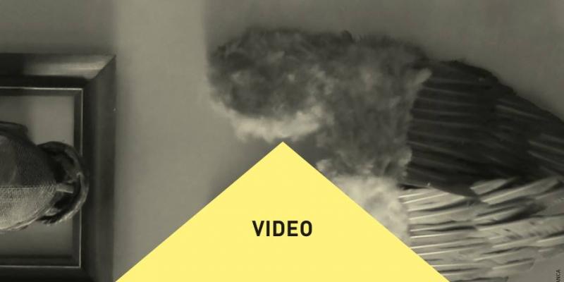 OPEN CALL FOR VIDEO ARTISTS - Paratissima Video 2016 OPEN CALL FOR VIDEO ARTISTS - Paratissima Video 2016