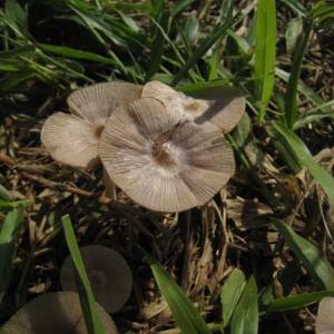 Mushrooms of the Serra Azul.
