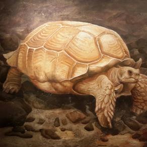 La vecchia tartaruga