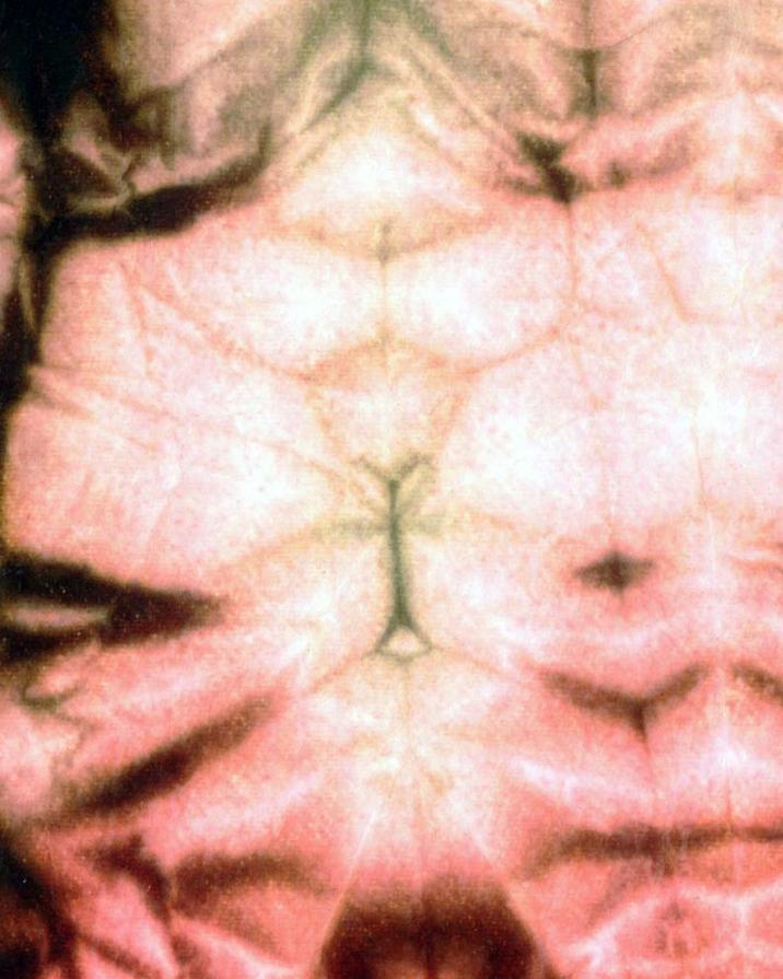 Il Principio della Manifestazione - Graal