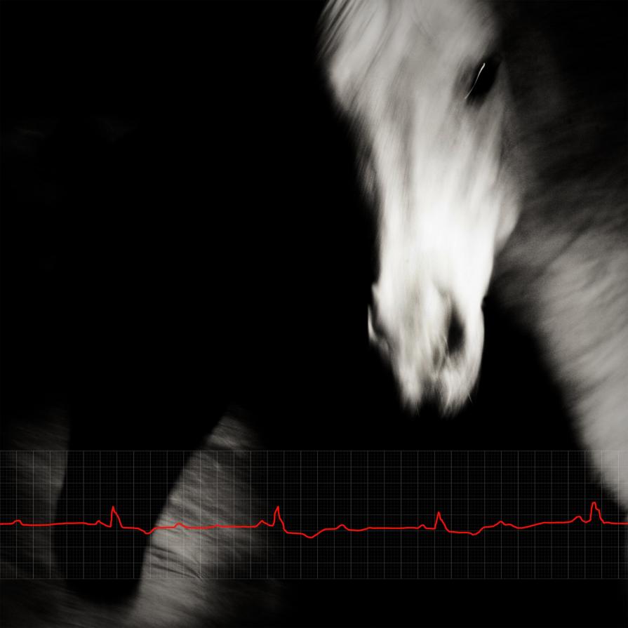 battito animale battito animale