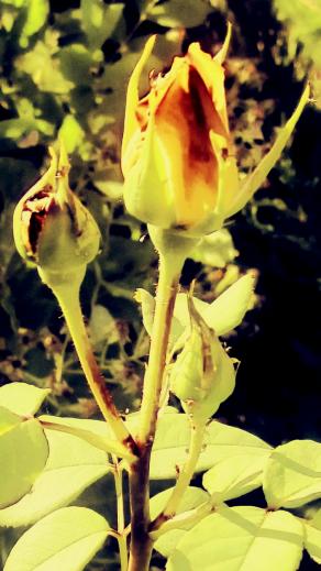 RoseGarden # 10