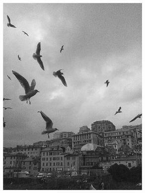 Gabbiani affamati della domenica