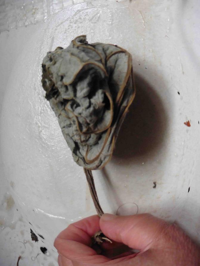 For Virgin in Paradise For Virgin in Paradise