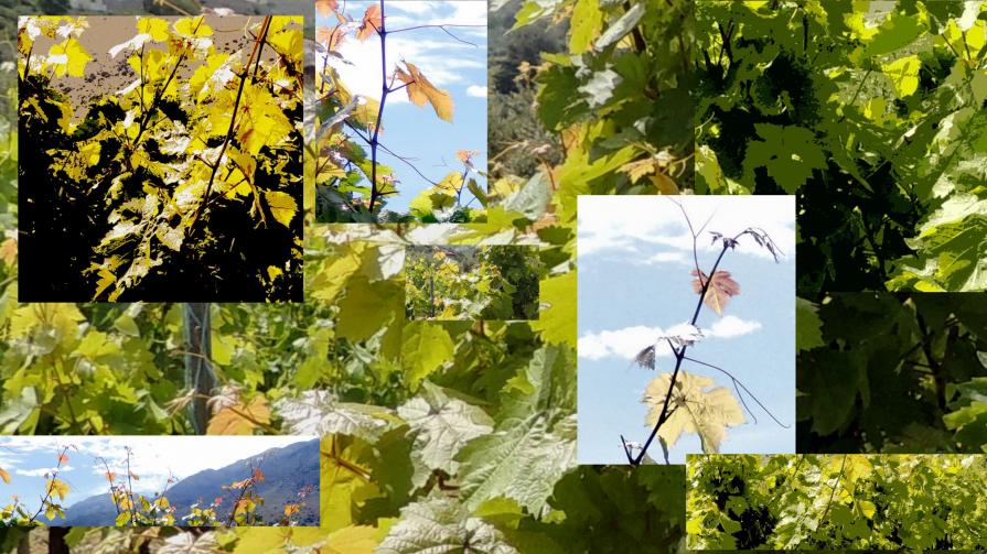 Creta Wines   (Vitis vinifera  Spring Collage)