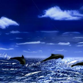 il delfino è l'animale che unisce il cielo alla terra.