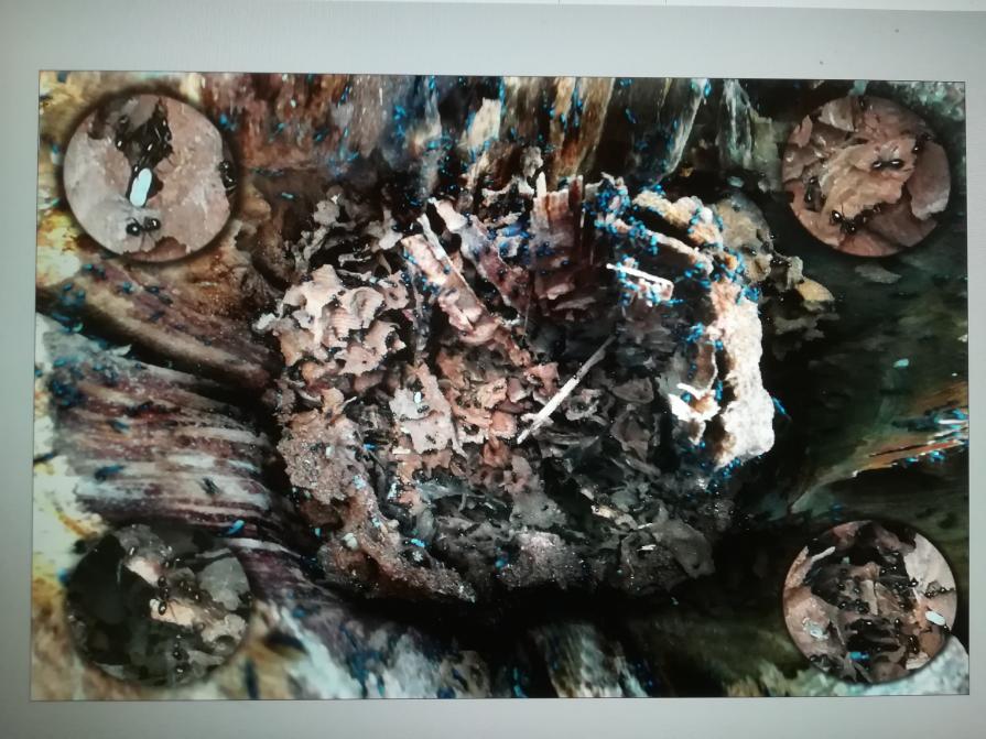 I gironi di Dante sono piene di dannati. Attratti dalla TV. 