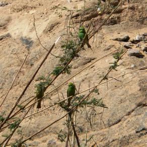 << che bello sarebbe NON avere paura >>