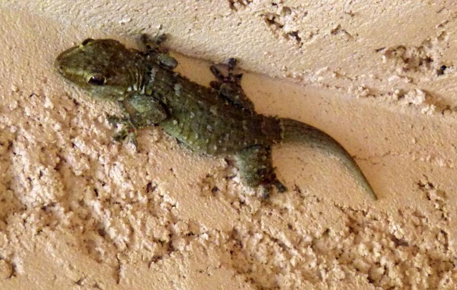 Se lézarder au soleil...